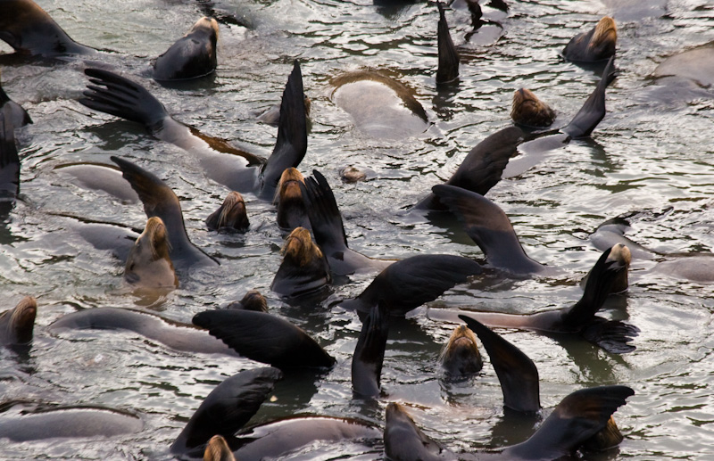 California Sea Lions In Water